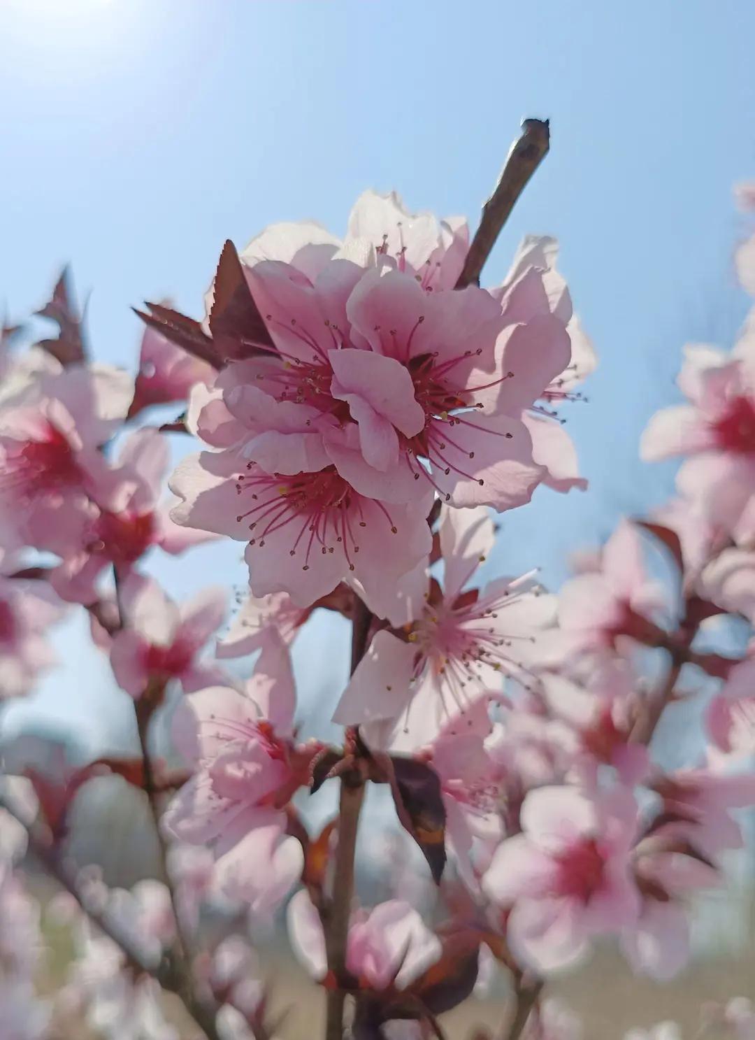 桃花朵朵开。红花碧桃，粉白重瓣碧桃，单瓣紫叶桃，问了豆包才知道，原来桃花这么多品