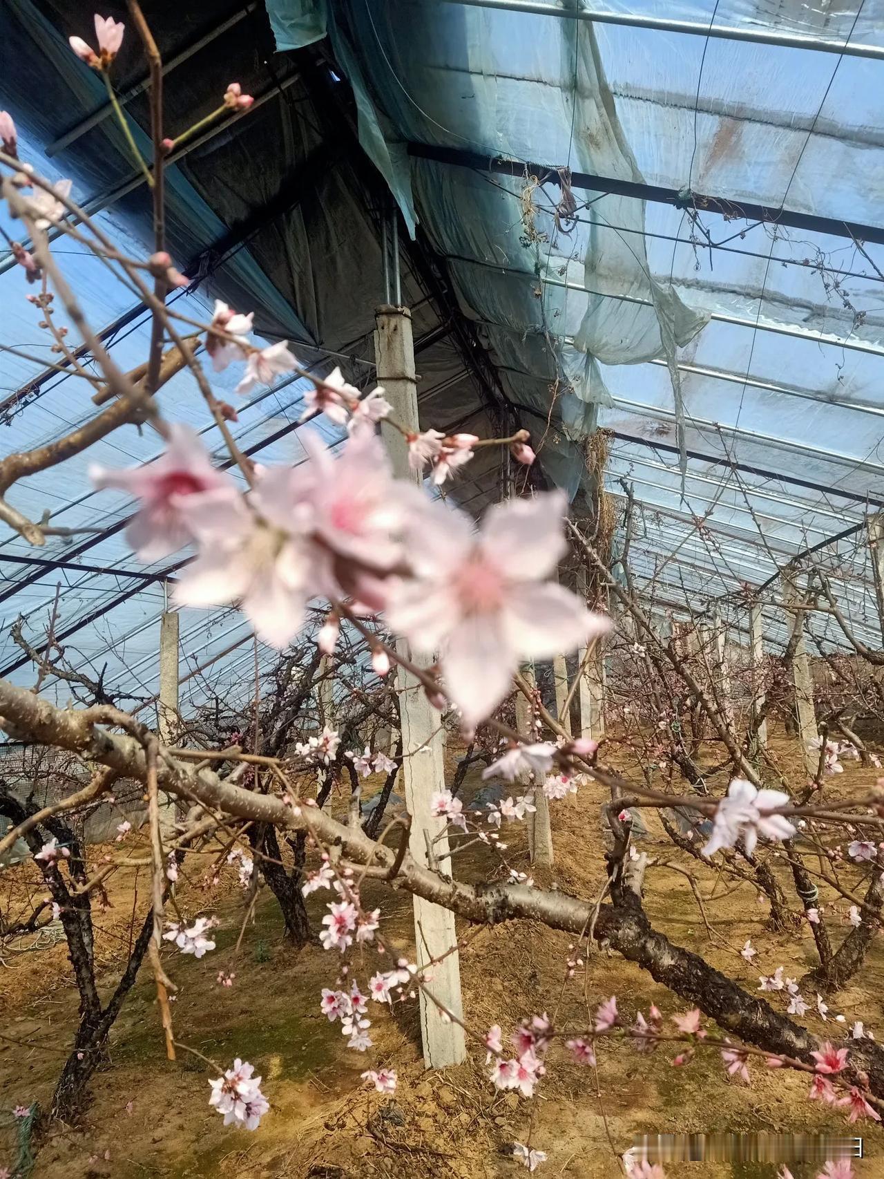 晒图笔记大赛桃花朵朵开！