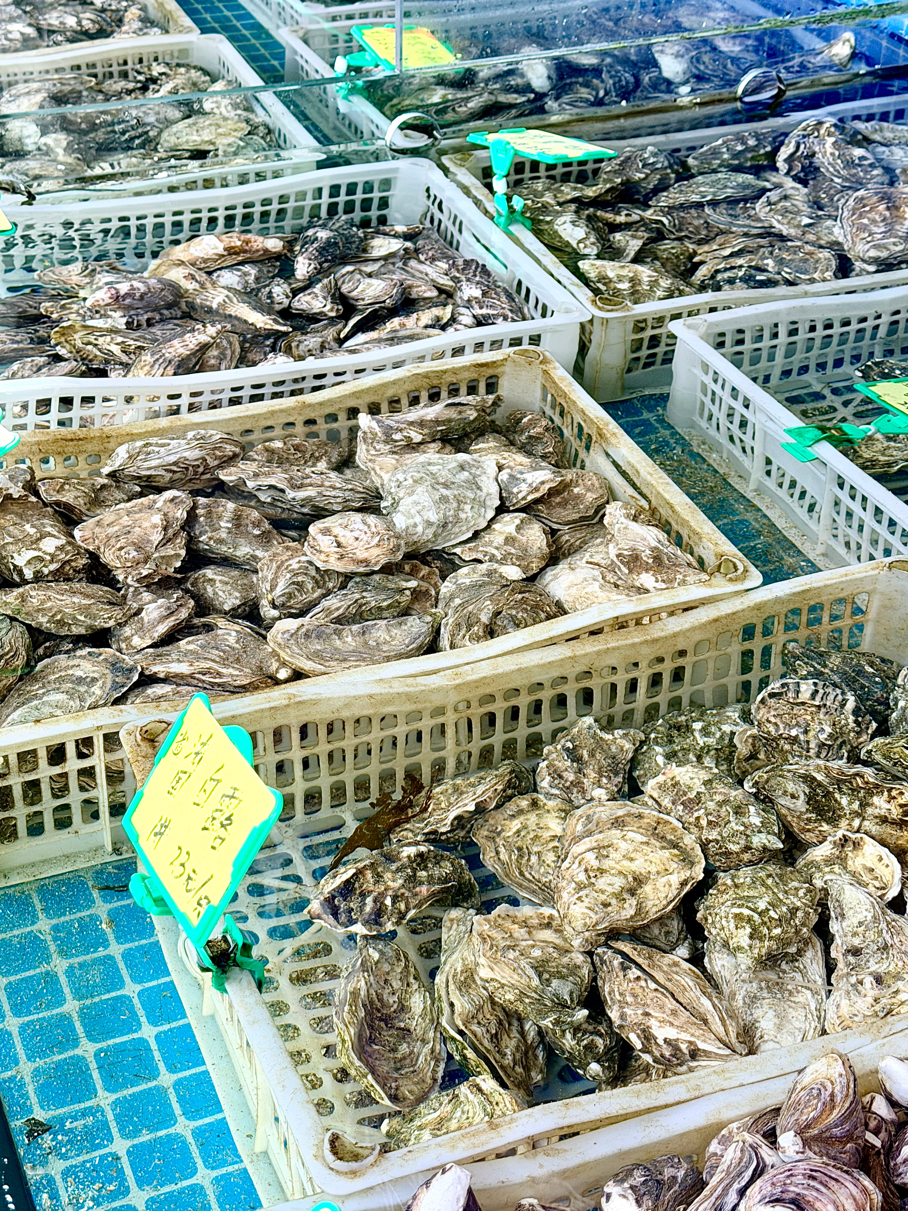 来置办年货啦！大早上的海鲜市场是鲜活呀🐟🐚🦞 