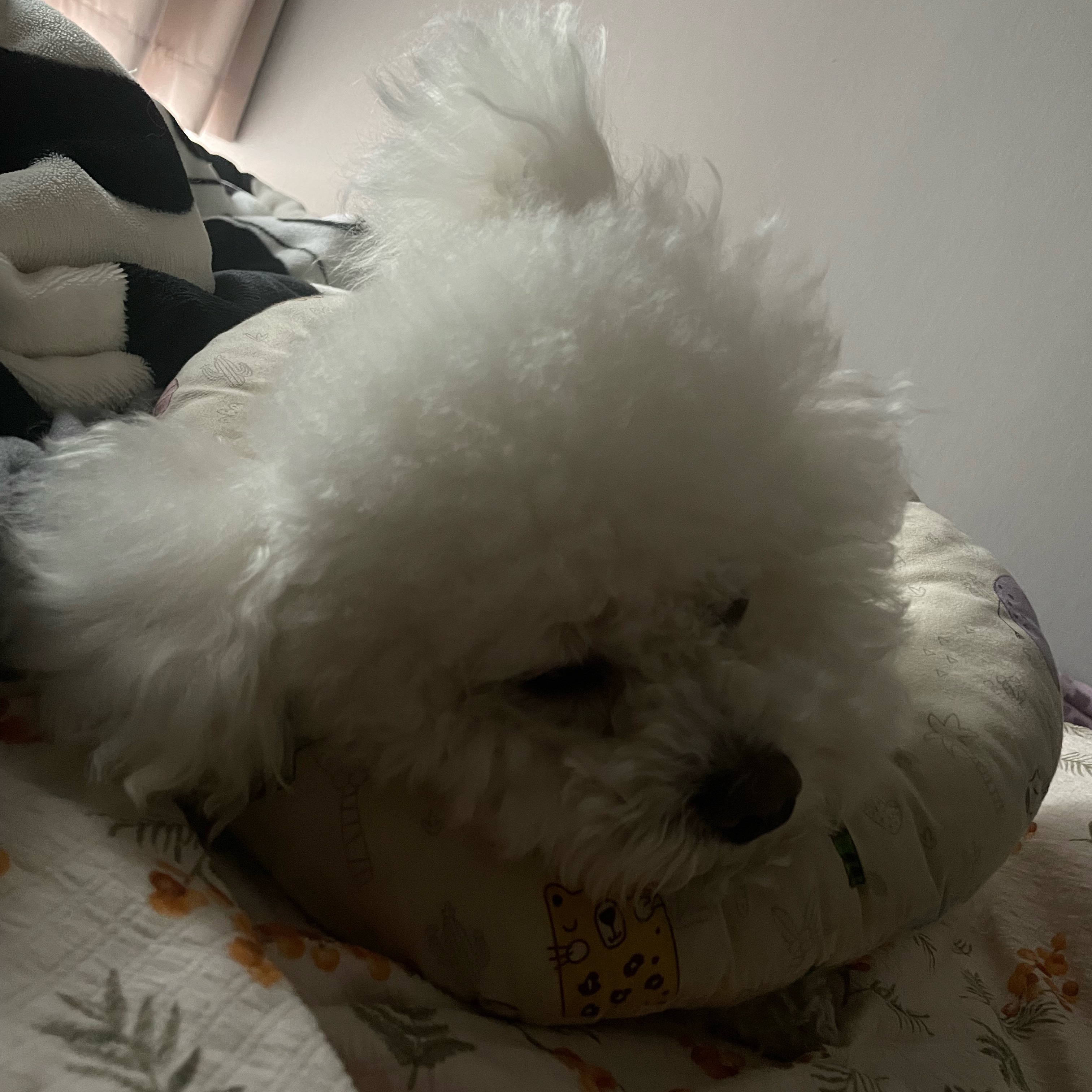 小狗睡觉的时候在想什么呢 会做梦吗💭 