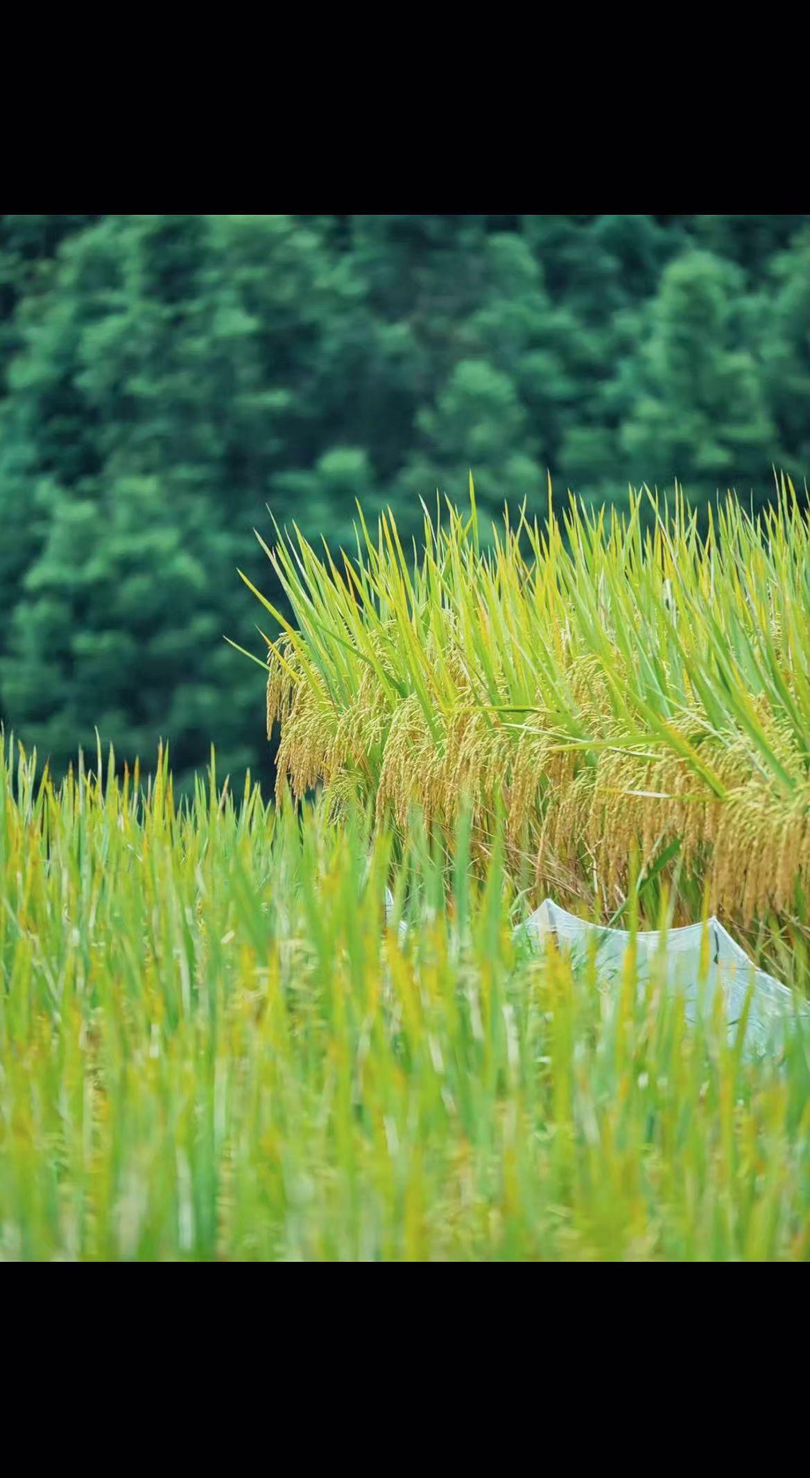 🌾稻穗弯着腰，在风里写秋天的诗📜。绿意托举着金黄，日子就该这么沉甸甸✨。