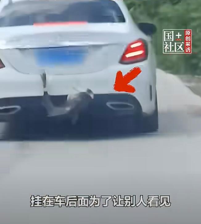 最近，一男子钓到了一条十二斤的大鱼。但他没把鱼收进后备箱，反倒将其拴在车尾，就这