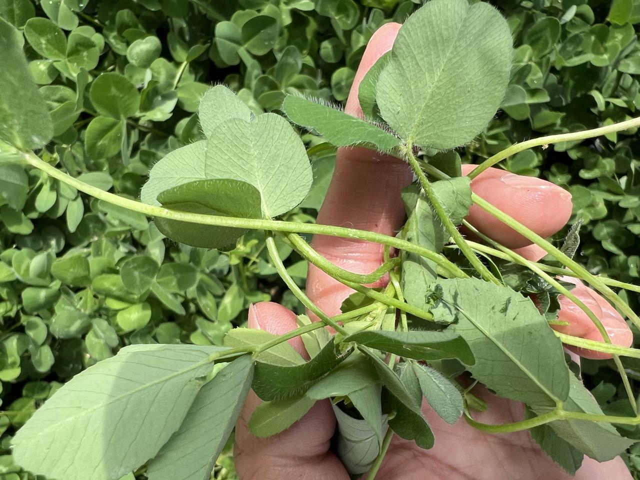 我终于在兰州找到了生长苜蓿的地方，苜蓿菜可是我小时候吃的比较多的一种野菜，那个时