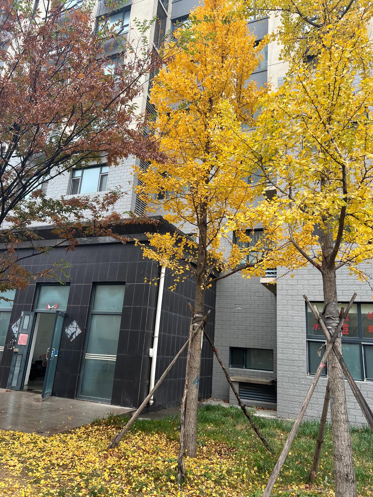 秋天的黄叶随处可见，
楼下的两棵银杏叶子，
应时应景遍地开花🌼，
金黄色树叶着