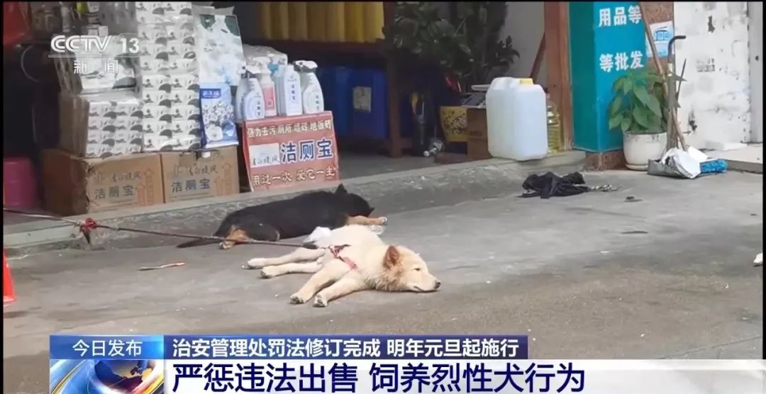 宠物伤人、未成年人违法等行为如何处罚?新修订的治安管理处罚法