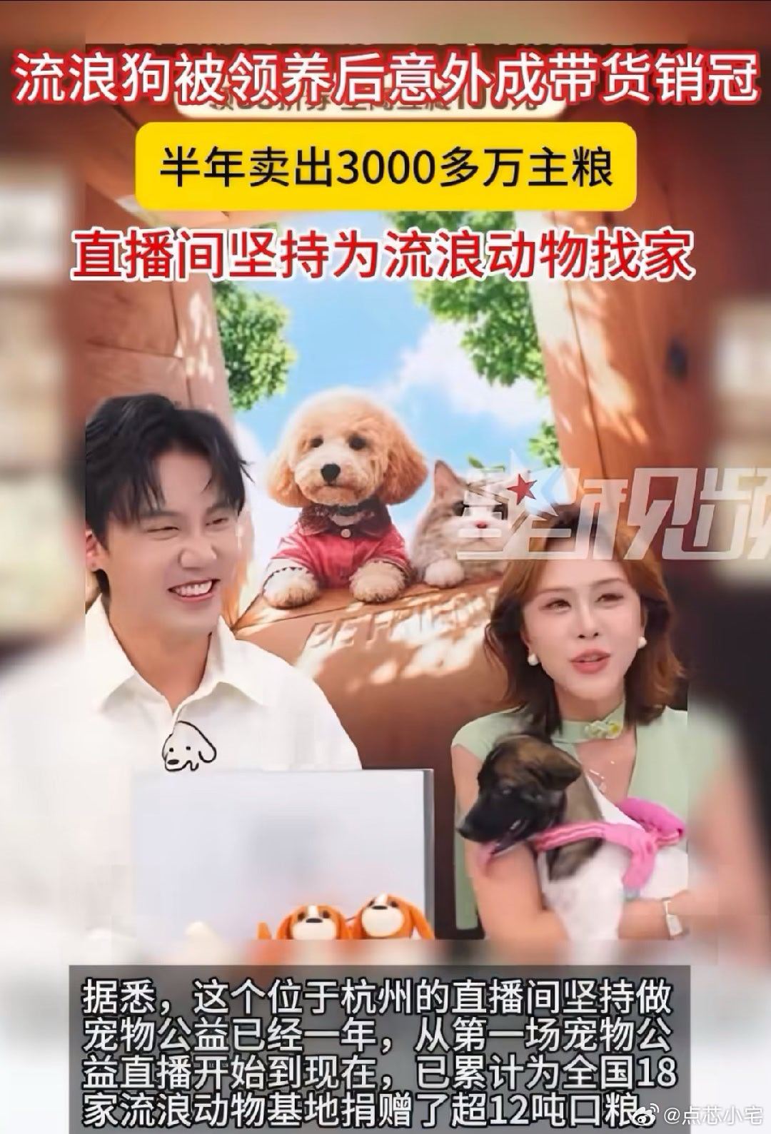 这条叫焦糖的流浪狗故事确实很有戏剧性。曾经四处流浪，被领养之后站上直播间，半年带