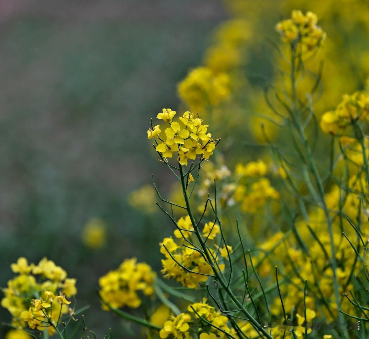 河边有一片晚开的油菜花，
金灿灿的煞是惹眼。
走过去，见菜畦方整，
农人劳作，亦