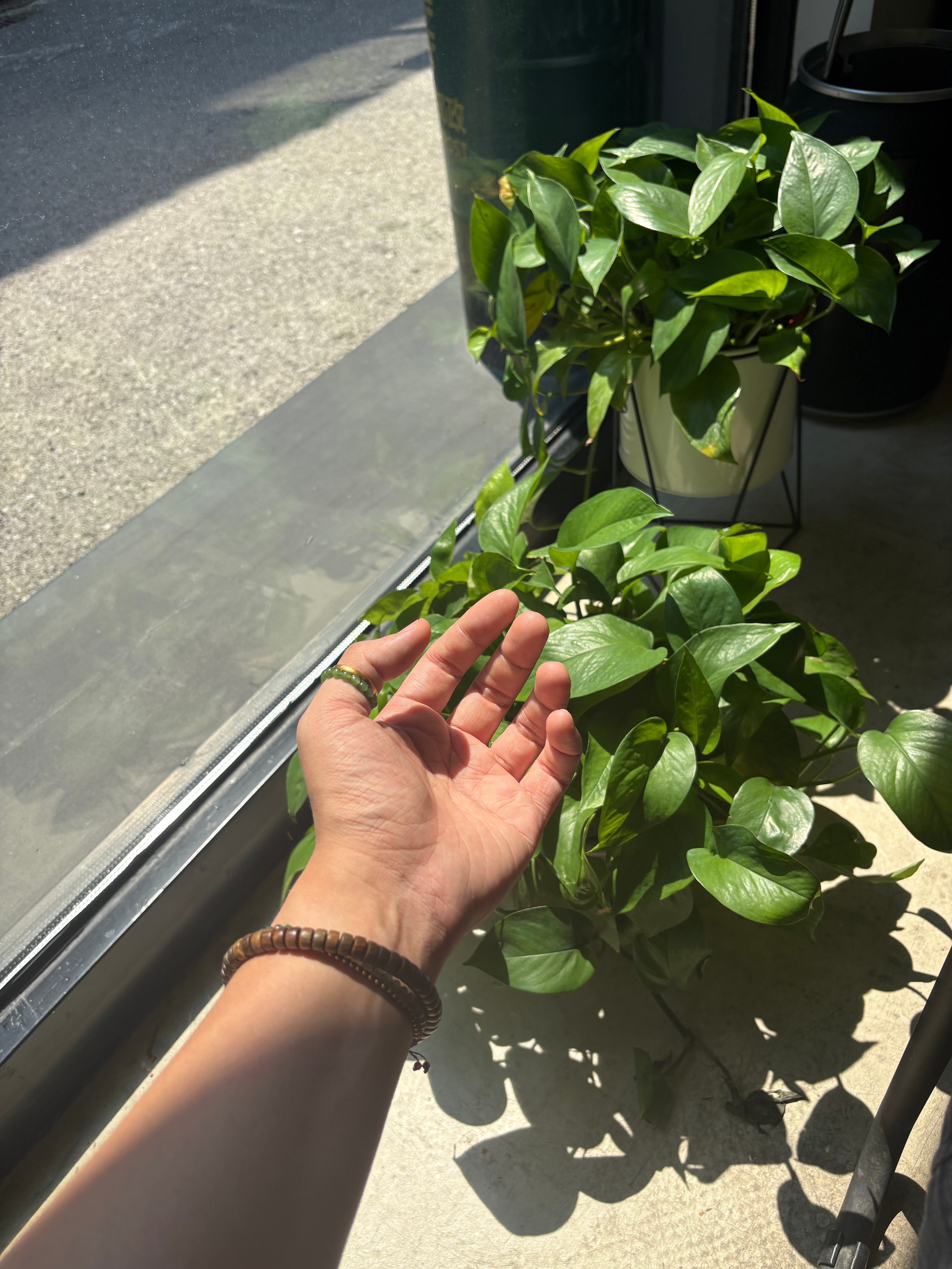 汲取阳光！！！吸收阳光！！！夏天就是又想晒太阳，又想不太热！！！哈哈哈哈！！！把