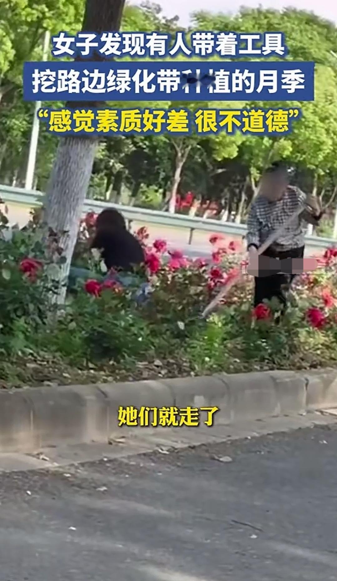 俗话说“路边野花莫轻采”，可画面里的这几个人，为何拿着工具去挖它呢？难道她们打算