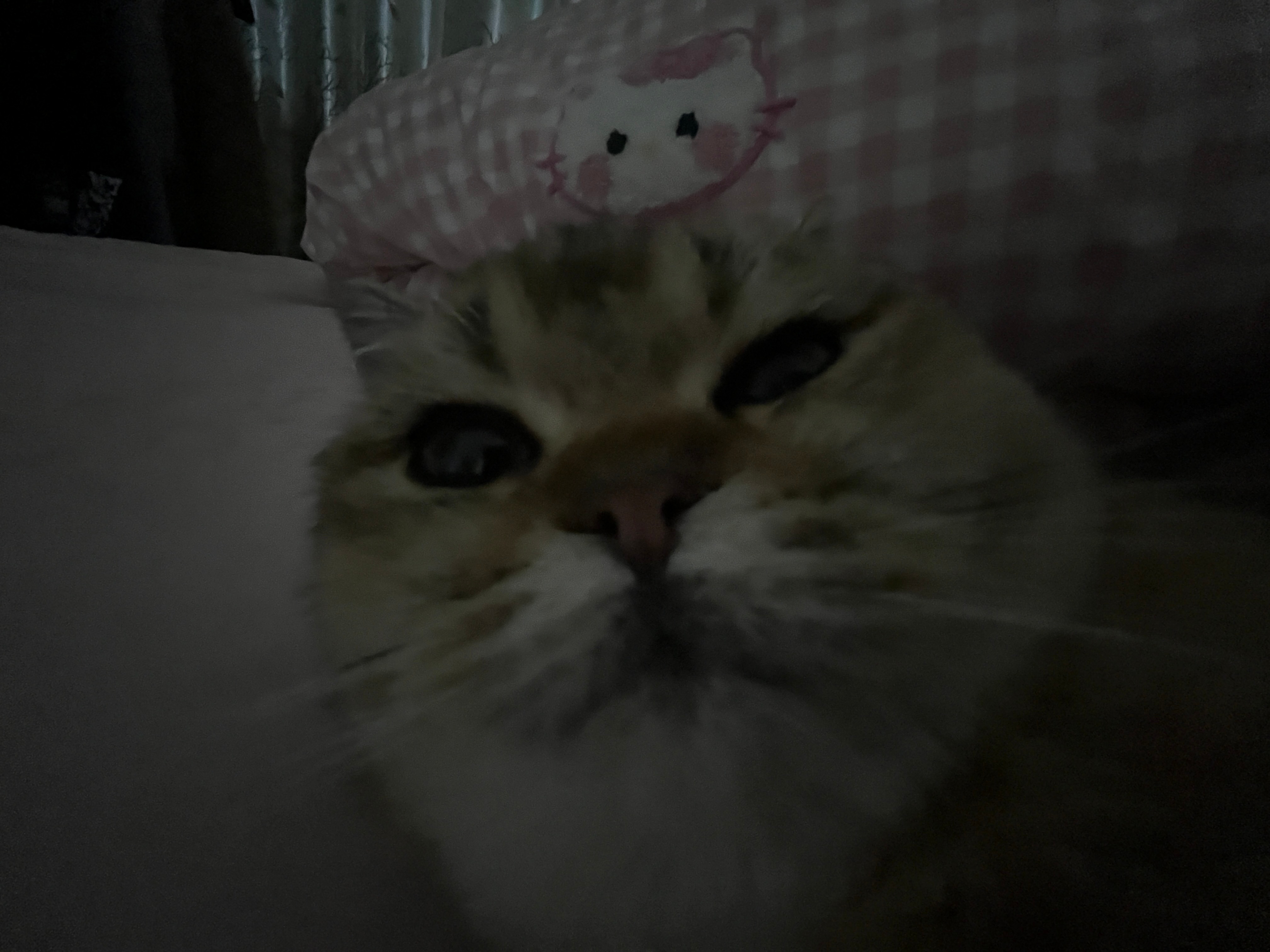 真的很爱这只美萌的小咪妈妈滴小宝宝