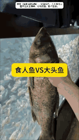 大头鱼的大头最后还在吗？