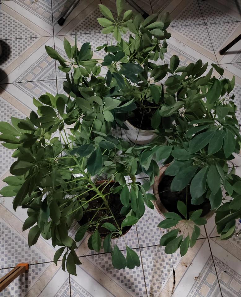 我接着昨天把剪下来的招财树的头，插到另一个花盆里，也不知能不能长出根来，咱时插出