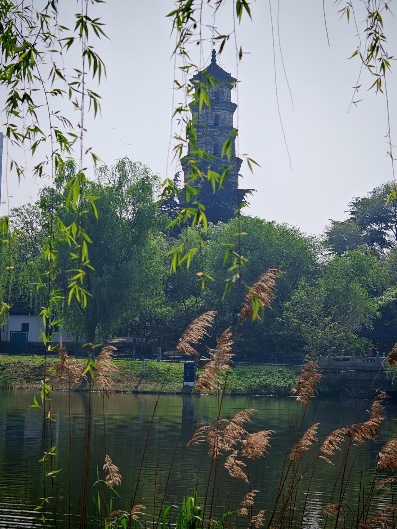 想象一下天鹅舞起来的画面，那简直美炸了！天鹅本身就优雅高贵，洁白的羽毛，修长的脖