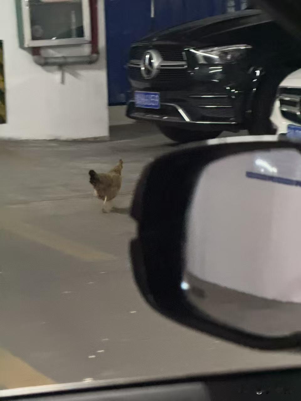 南宁一小区地下停车场惊现“年鸡”
年猪火了，没想到今天开车回家到小区地下停车场，