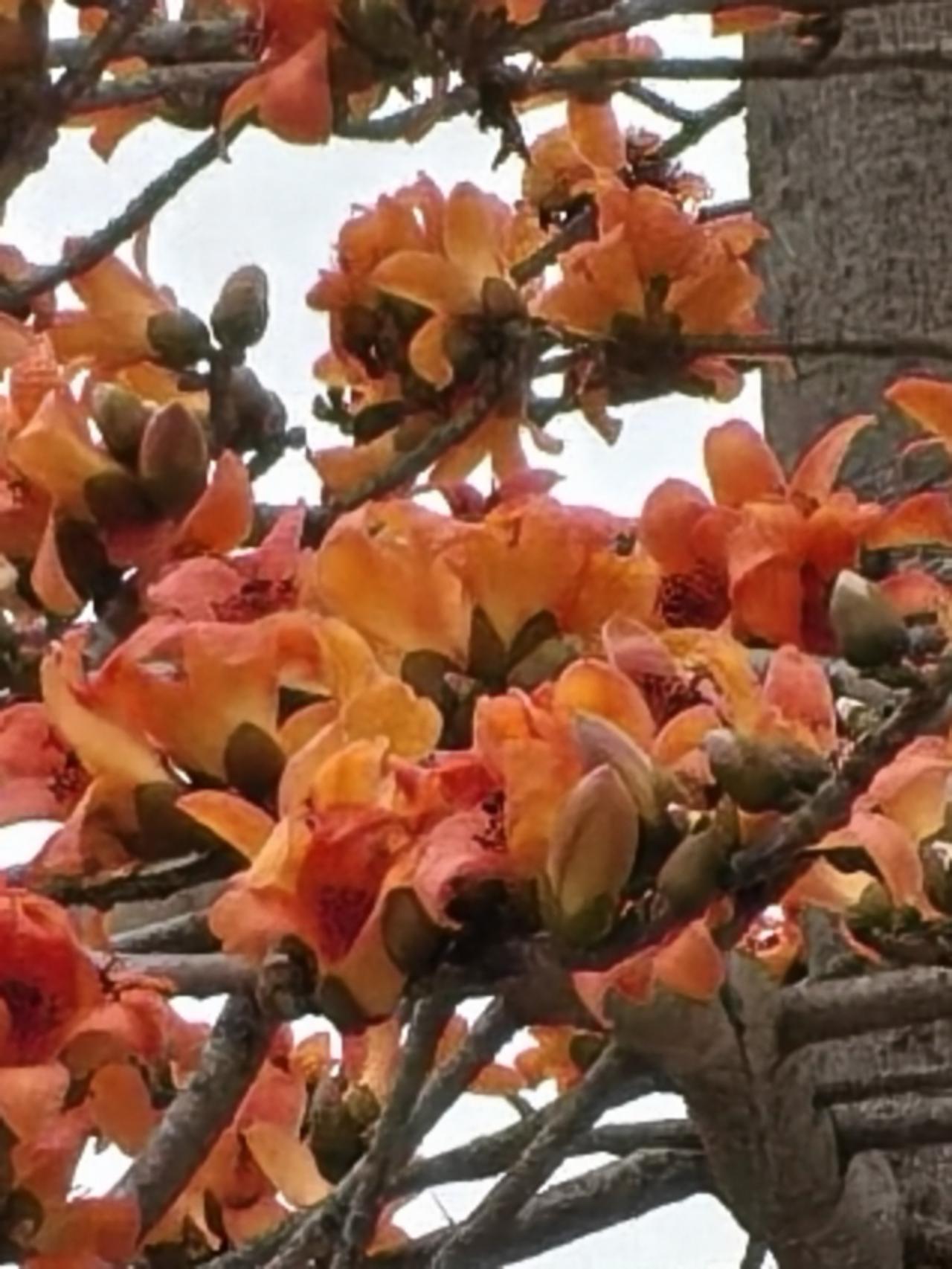 晒图笔记大赛南方又到了春暖花开时节，木棉花、桃花、风铃花，紫荆花、三角梅、油菜花