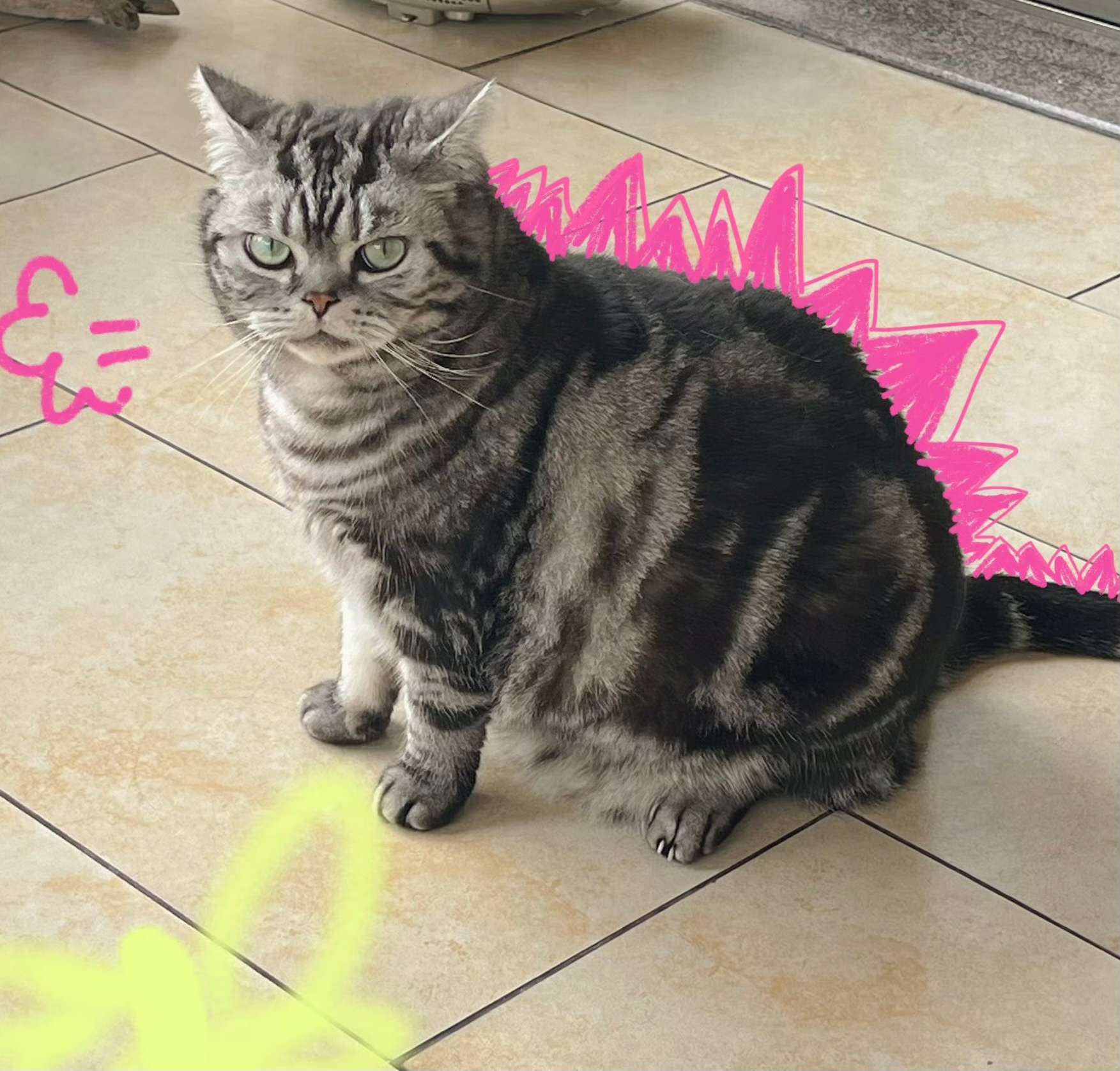 #我家喵进化成哥斯喵了# 网上冲浪看到好多猫猫进化成哥斯喵了哈哈哈哈，画上粉色皮