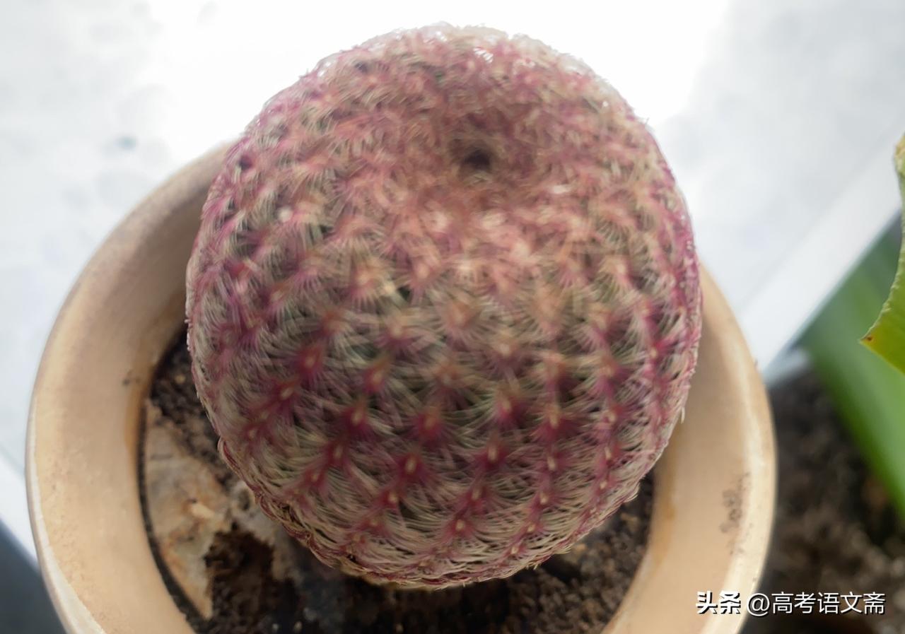 新年生活图鉴多肉植物特写，粉嫩可爱，萌化你的心！🌸🌺