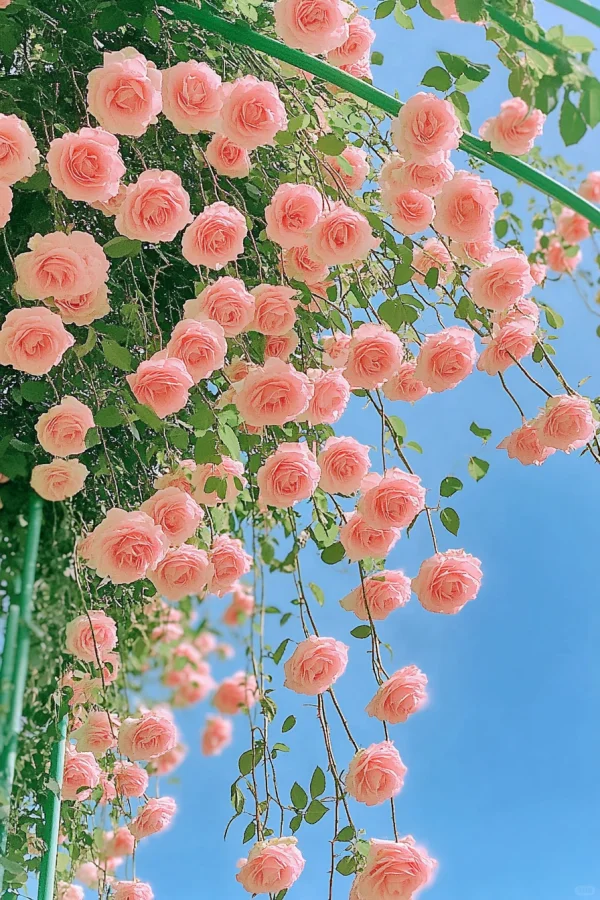 花香四溢
