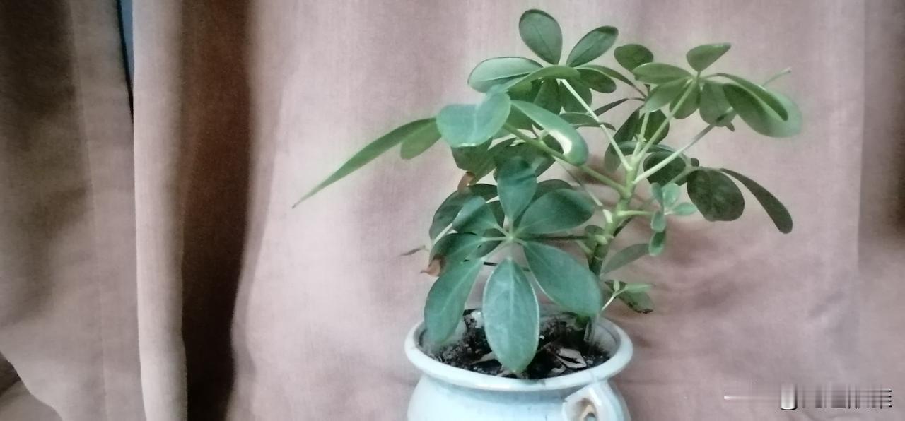 二弟看我喜欢栽花，就给我送来两个花盆，还有一大袋子肥料和土。
这肥料和土，都是他