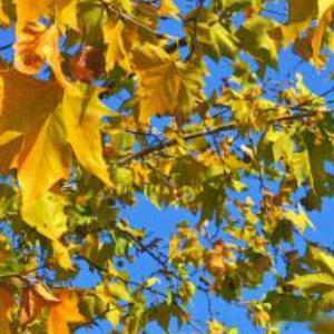 风吹枯叶、人间十二月对你来说文太长，于我的生命描述远远不够深广。情感语录100中