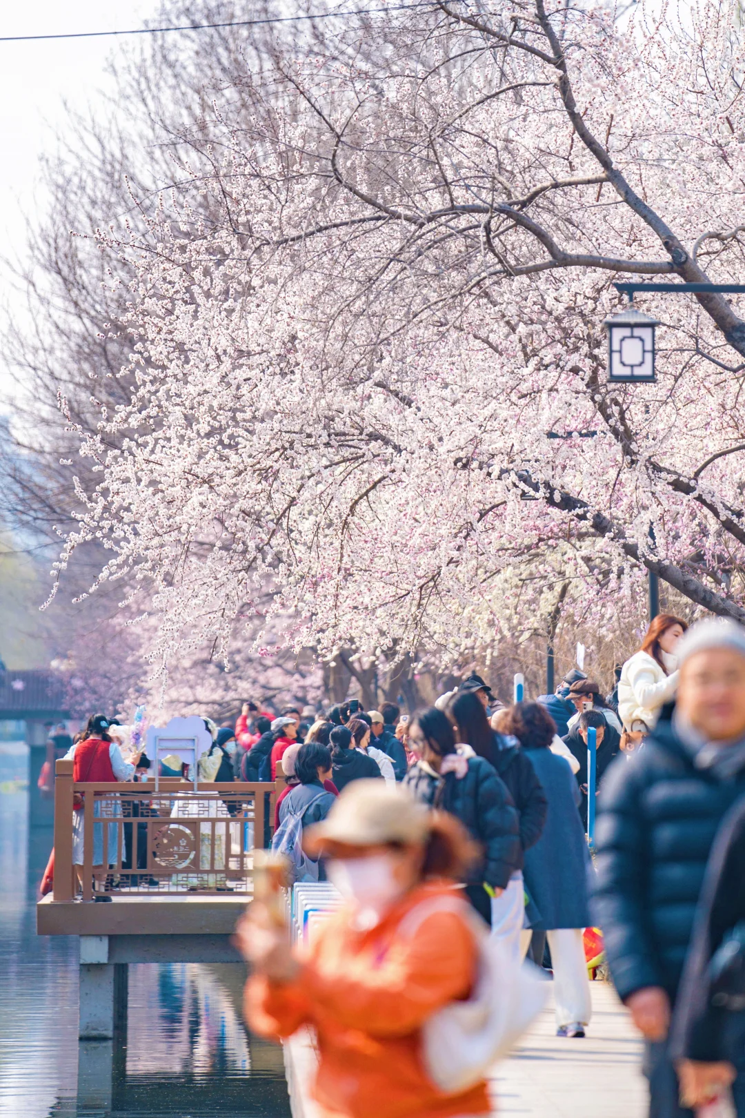 走啊！去十里堡，看京城第一场花开！