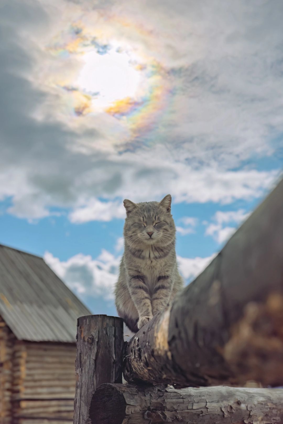 拍到七彩云下的猫猫啦