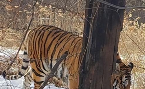 2021年，韩国引进了一头中国东北虎。结果刚到韩国动物园，就遭到了本土虎的联合攻