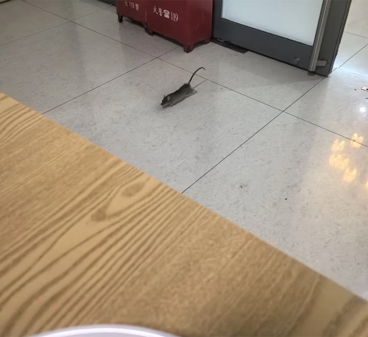 叫了只炸鸡门店后厨成卧室蟑螂多有啥可大惊小怪的，所有快餐店都这样！ ​​​