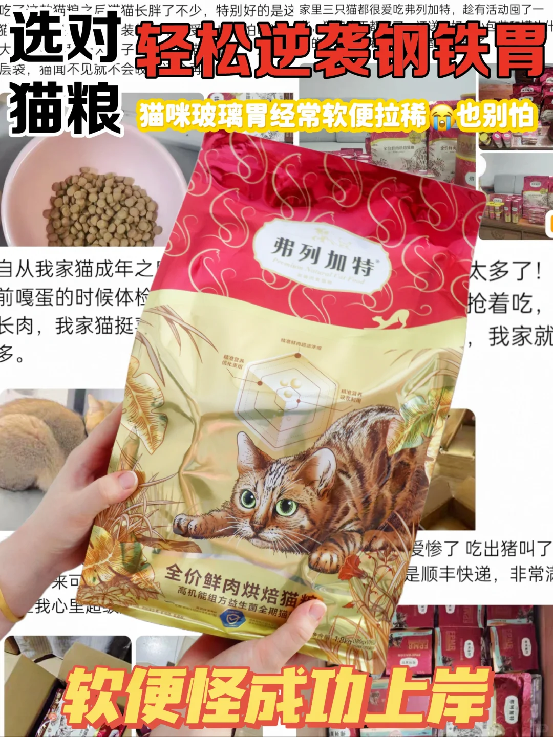 猫舍说的大实话，教你摆脱玻璃胃小猫