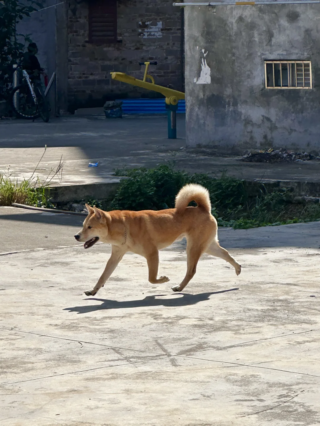 180买来的小土狗 | 这个温度它跑得欢