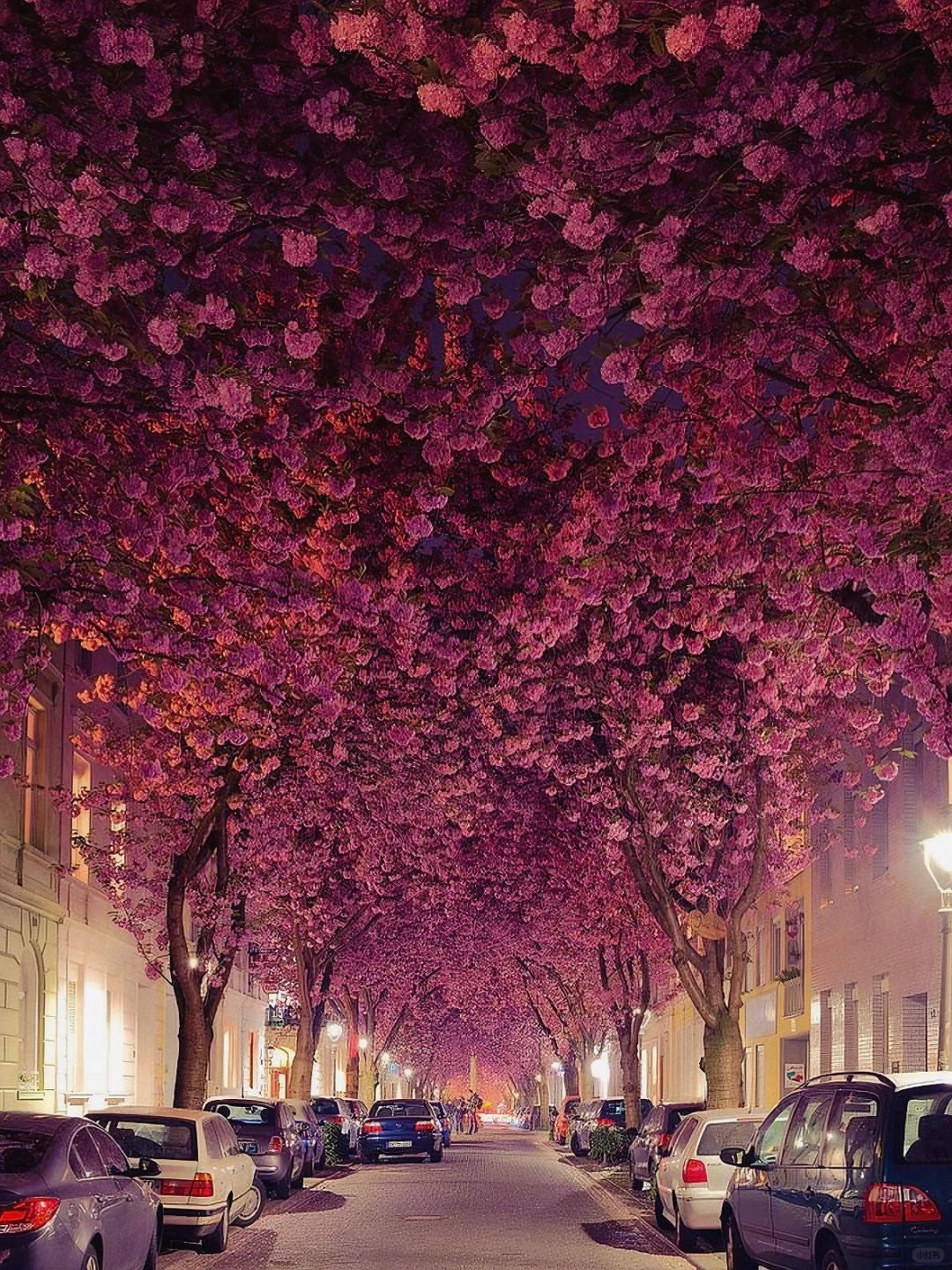 德国🌸再过两个月 波恩的樱花就要开好了！