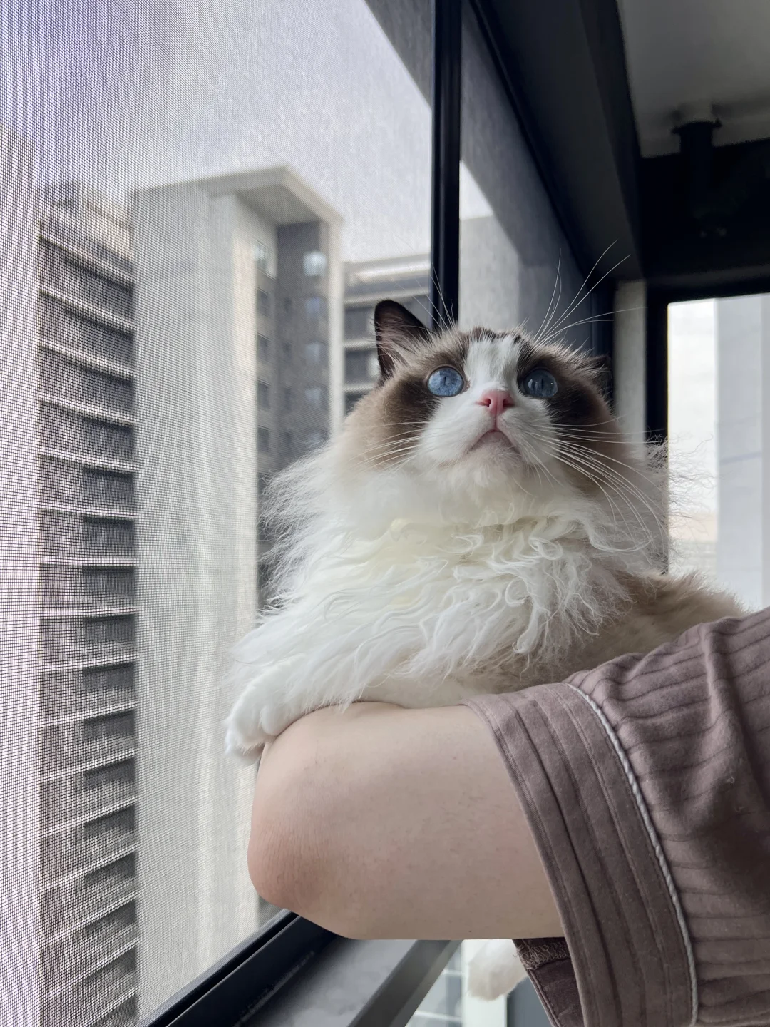 养猫封窗 安全感满满！