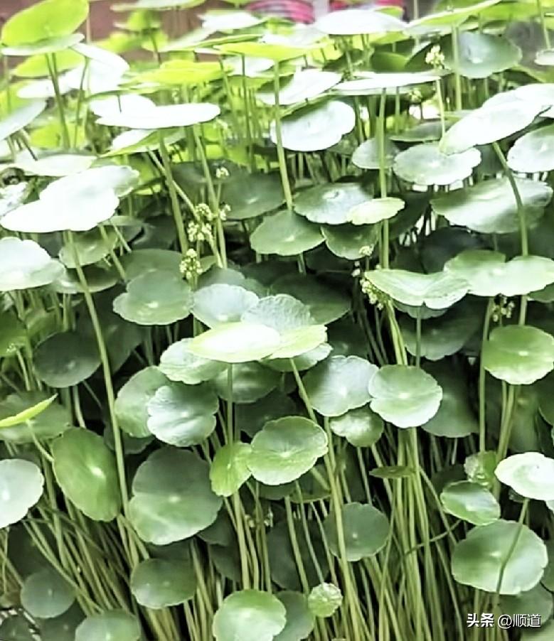 女子婚内出轨同学，怀孕了，但她以为是老公的呢，就生下来了。
孩子越长越不像老公，