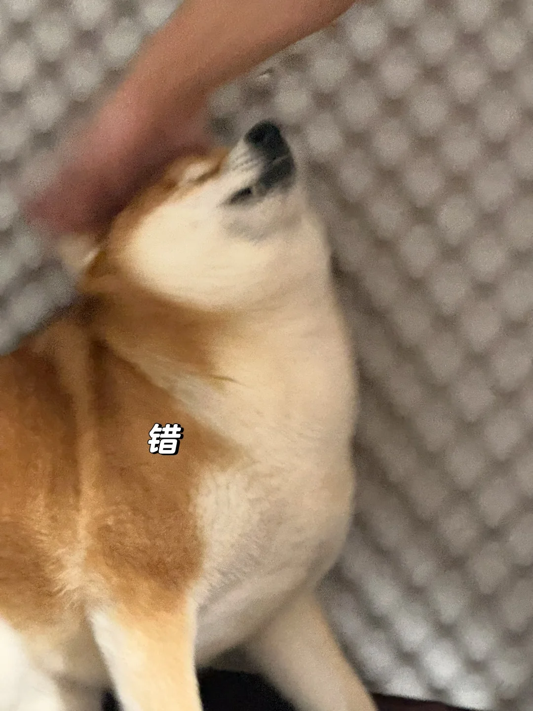 小狗挨揍三连拍