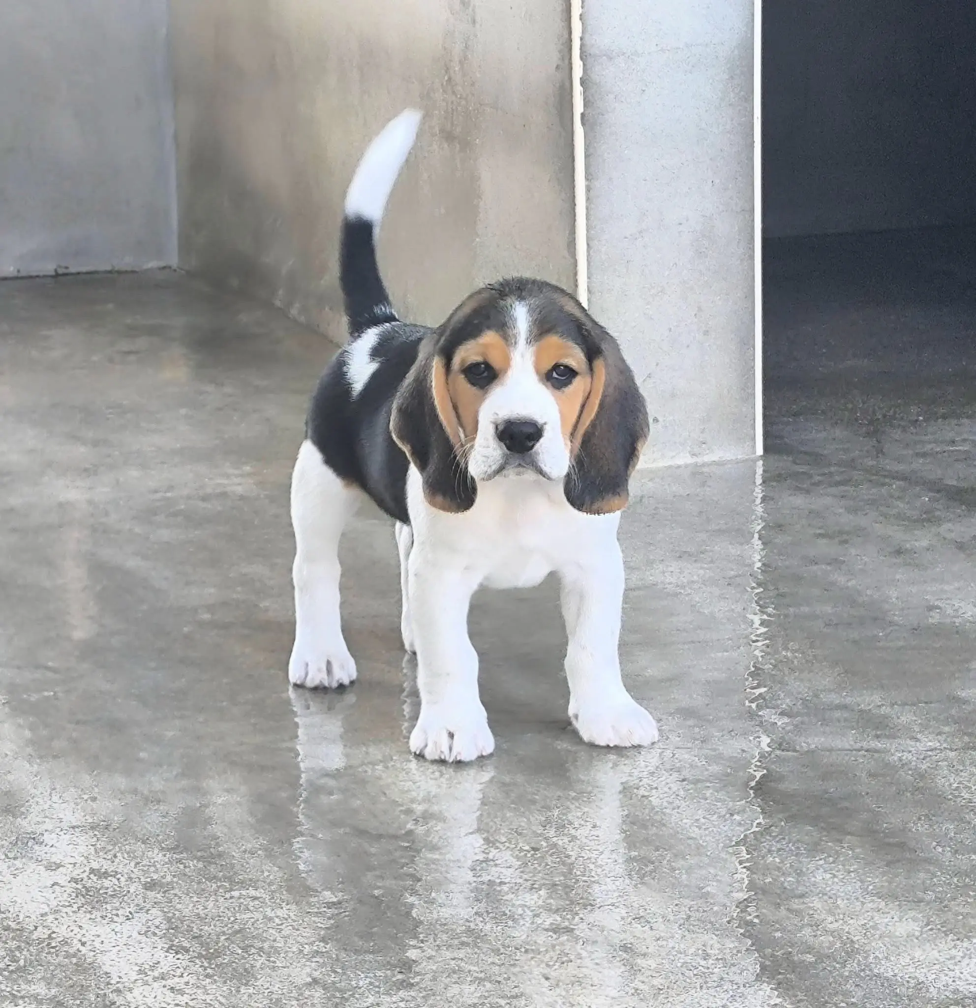 Beagle