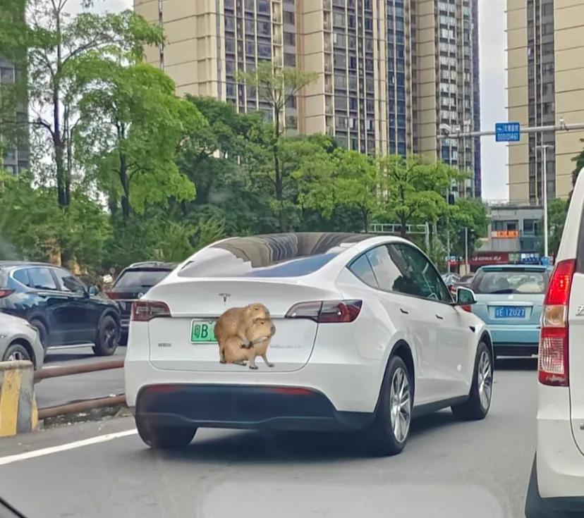 白色modely有没有觉得很像老头背心
#特斯拉modelY
如题