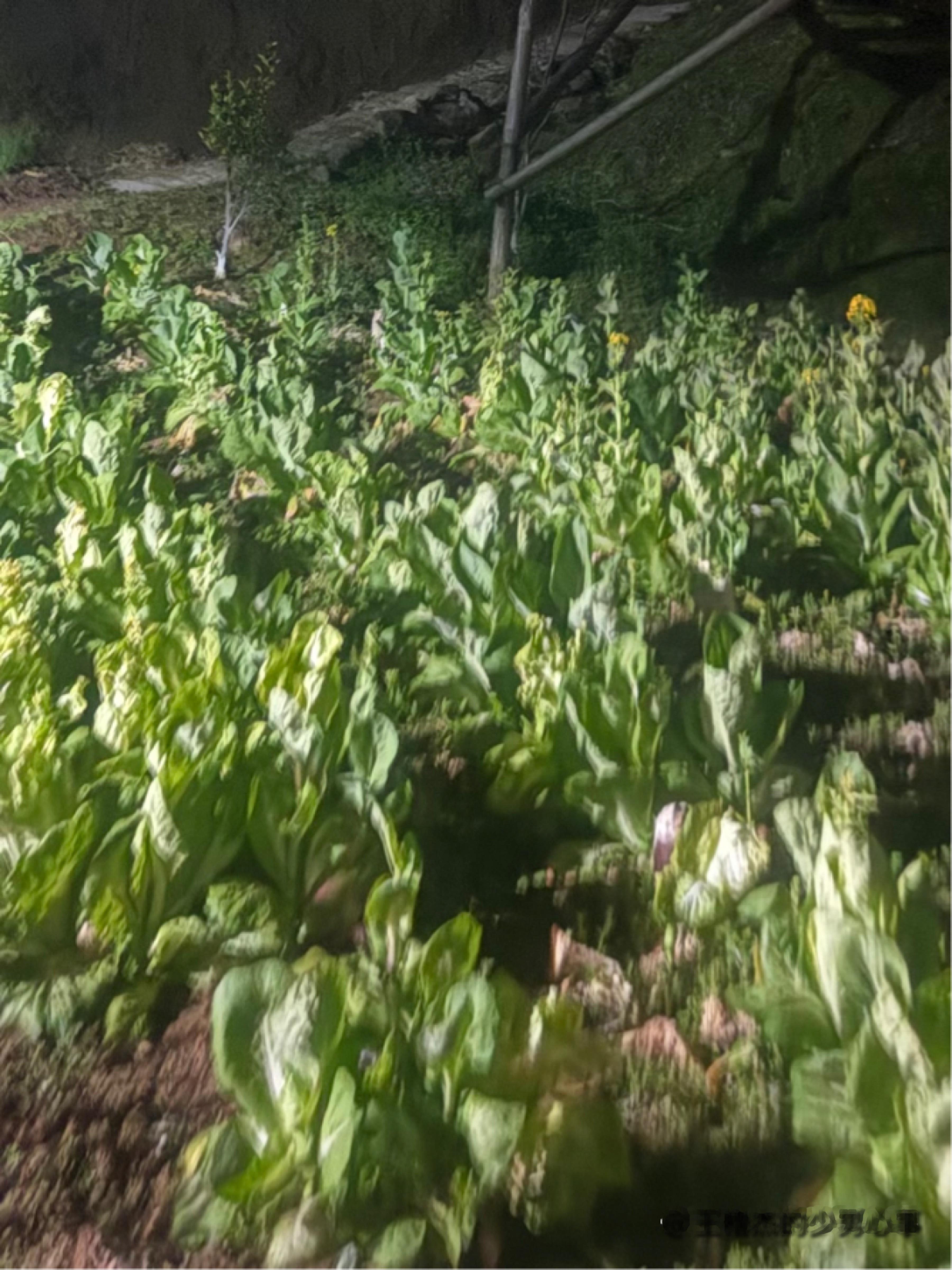 家产风景图温度差好萌呀 