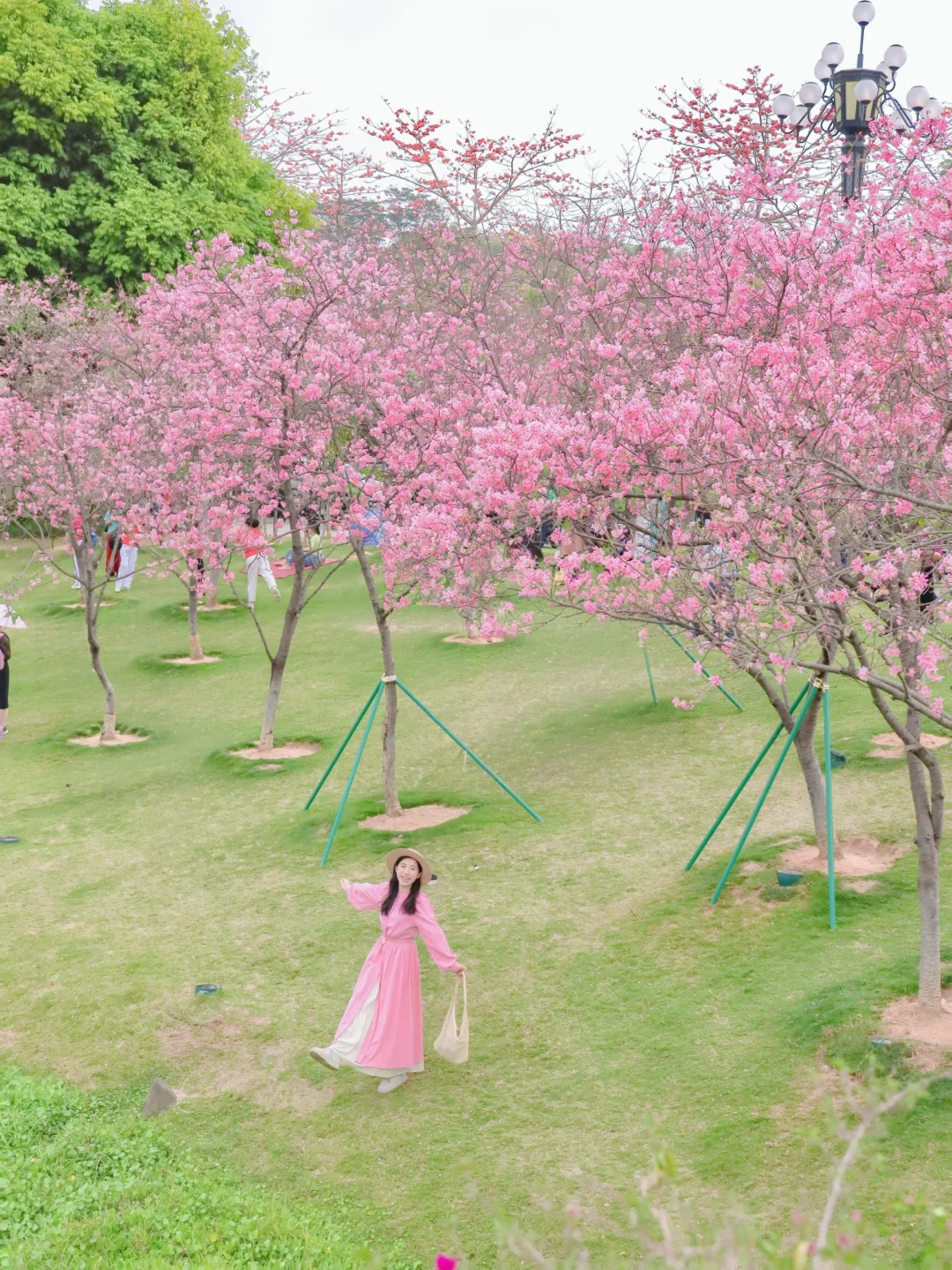 3.27实拍！广州这里樱花已经爆花啦🌸好美❗️