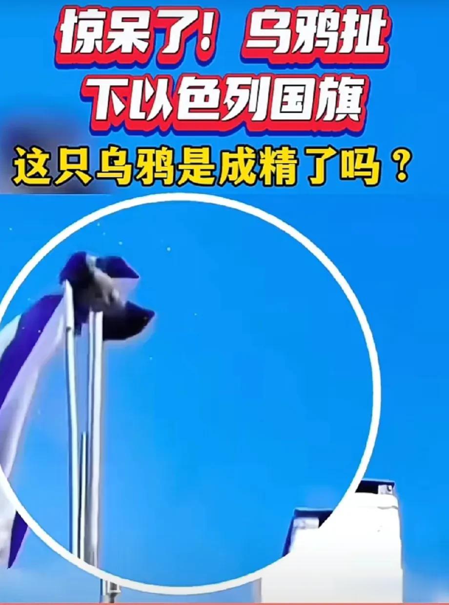 就连畜类都有分辨善恶的天性——

当乌鸦叼下以色列国旗的那一刻，人类还有没有区分