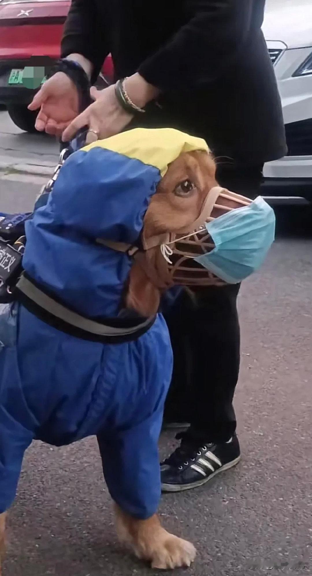 上海某小区阿姨遛狗吸引了路人的目光，狗狗出门的装备很齐全呀！只见阿姨牵着狗狗在小