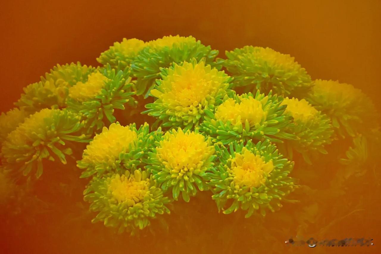 #随拍秋季菊花# #秋季绽放的花儿# 
       色彩多姿的菊花，被世人寓意