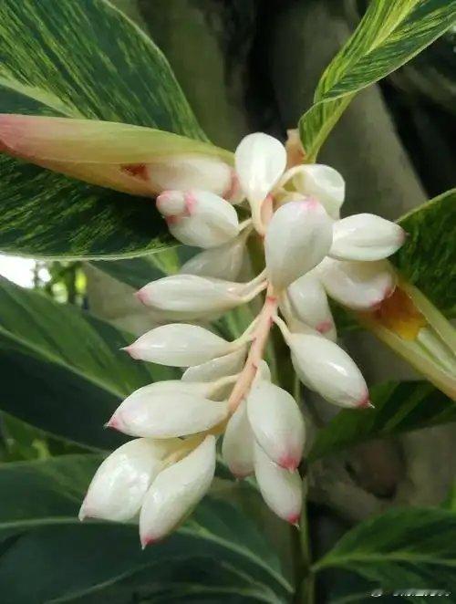 肉豆蔻：香料界的“温润宝石”在香料的璀璨星空中，肉豆蔻绝非最张扬的那一颗，却以独