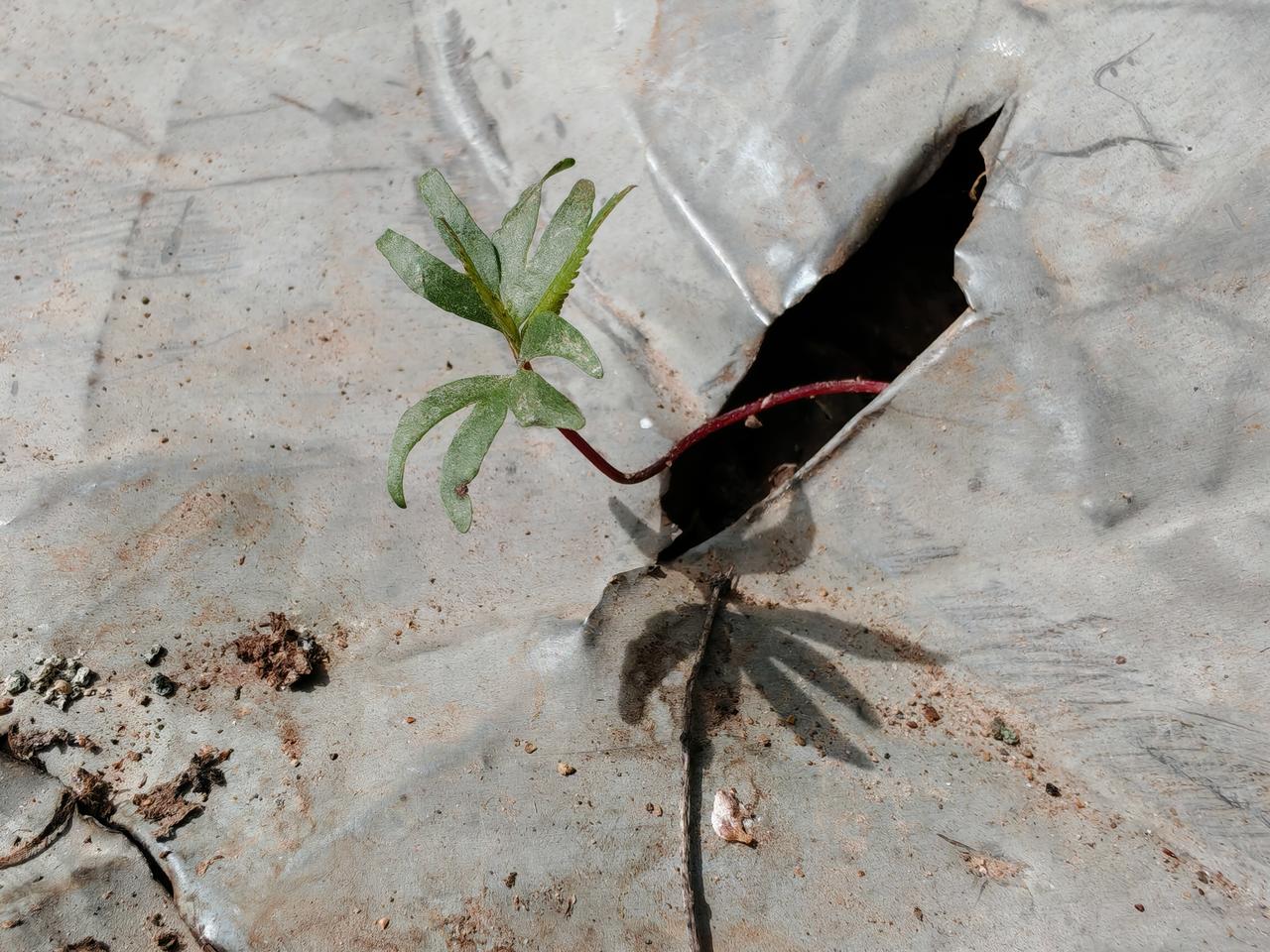 突然间觉得，即使生命再顽强，也难以抵抗疾病带来的死亡。
就像这棵植物，它破土破铁