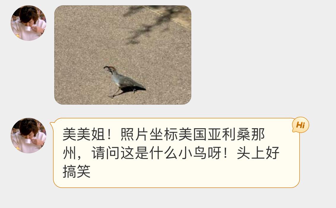 #鸟粉投稿# 头顶自带小问号的【珠颈斑鹑】不是珠颈斑鸠哦！ ​​​
