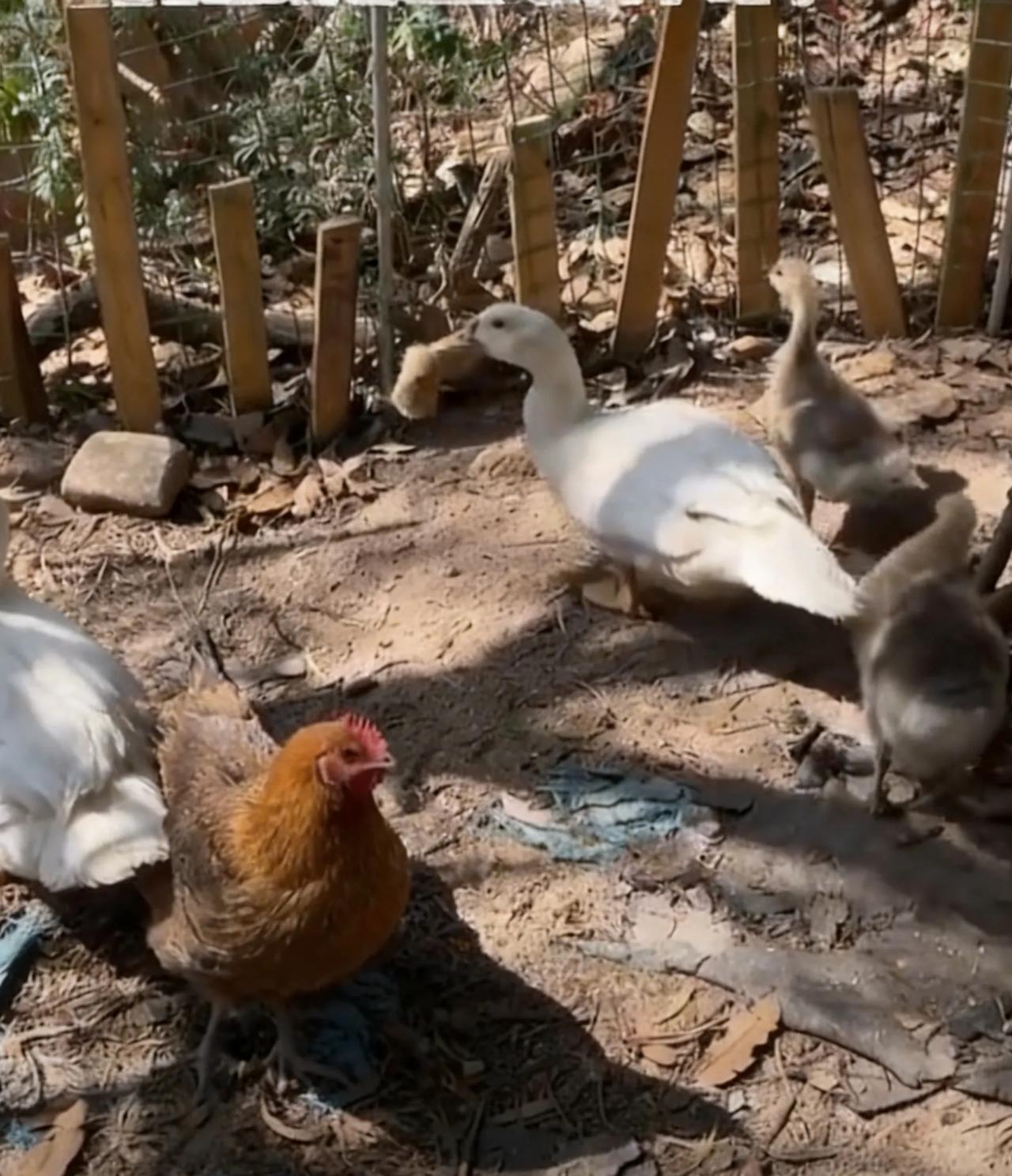 41只小鸡离奇消失，真凶不是黄鼠狼，竟是自家鸭子！
 奇了怪了！福建厦门养殖户郝