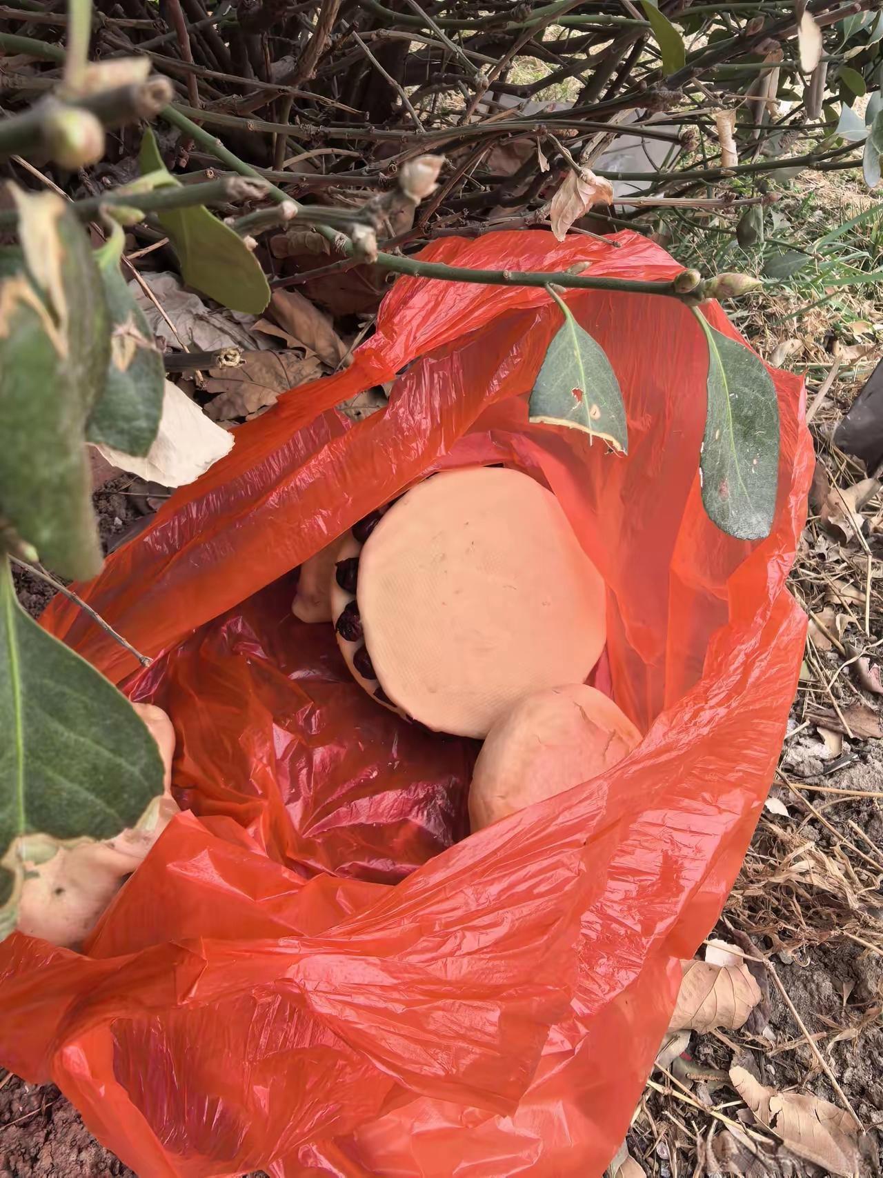 这是谁家的孩子扔了父母的爱