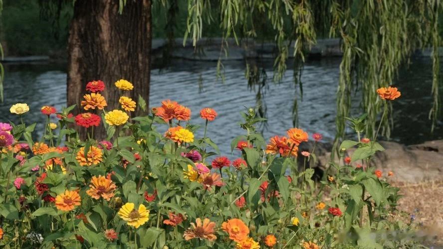 #秋日生活打卡记# 
大丽花的花语是：大吉大利、感激、新鲜，其绚丽多姿象征大方、