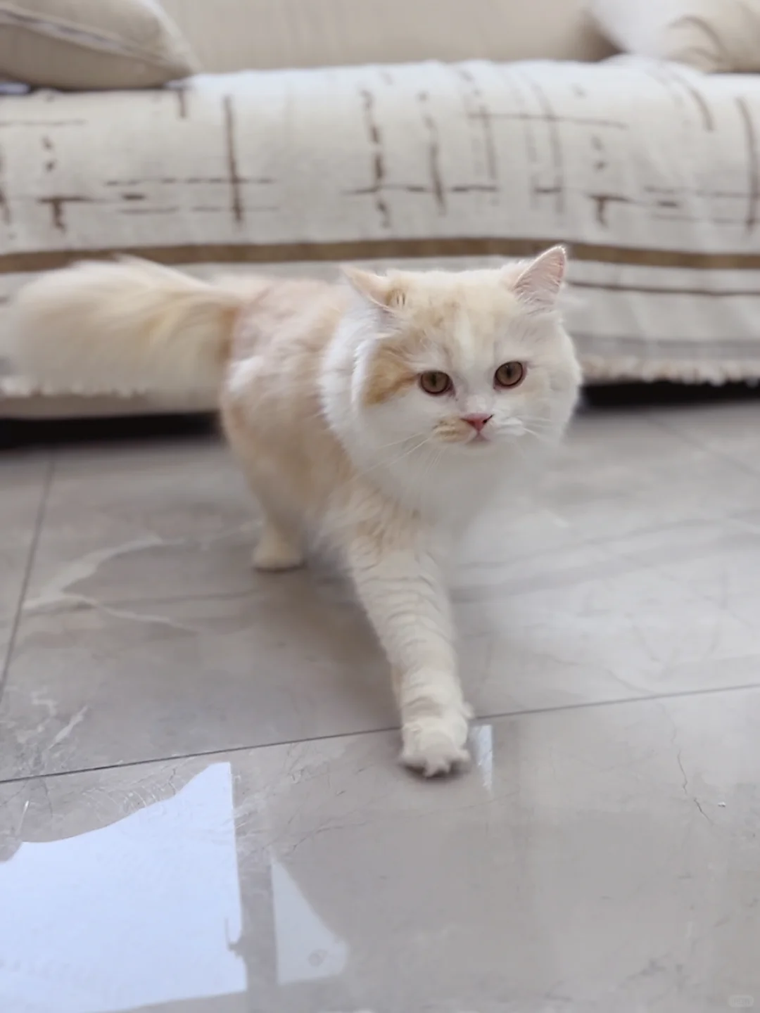 小胖猫报到