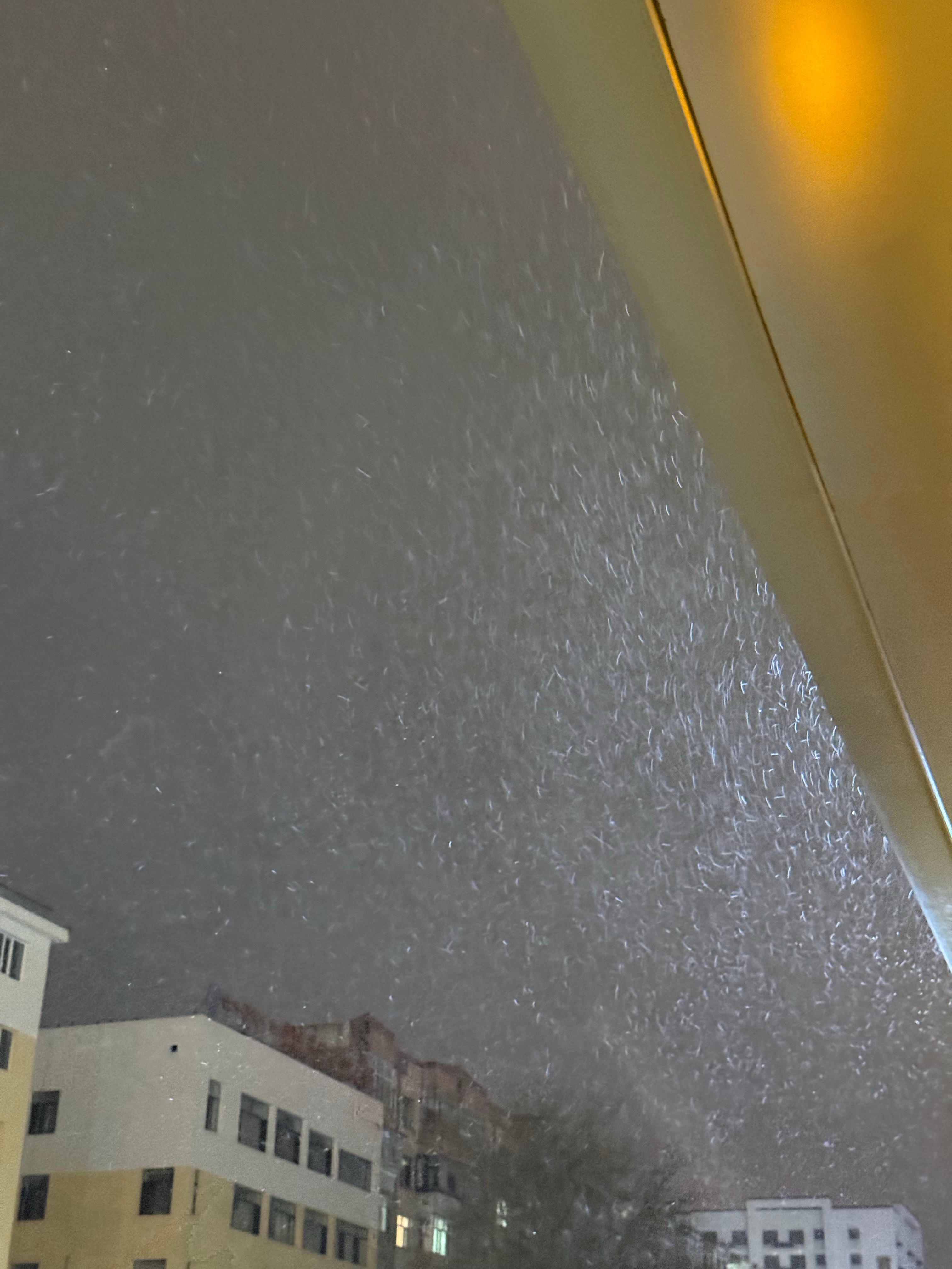 今年的第一场雪替你们先看了❄️  ​​​