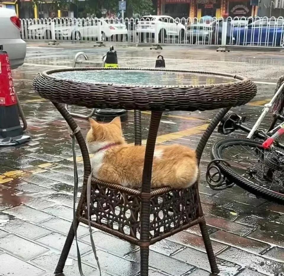 广东的猫不是在避雨就是在避雨的路上